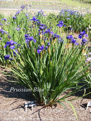 DSCF1483 - Prussian Blue